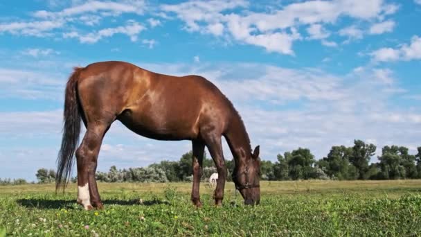 Horse Grazes Meadow Blue Sky Brown Horse Eats Green Grass — Stockvideo