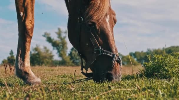 Brown Horse Grazes Green Field Close Slow Motion Harnessed Horse — Stockvideo