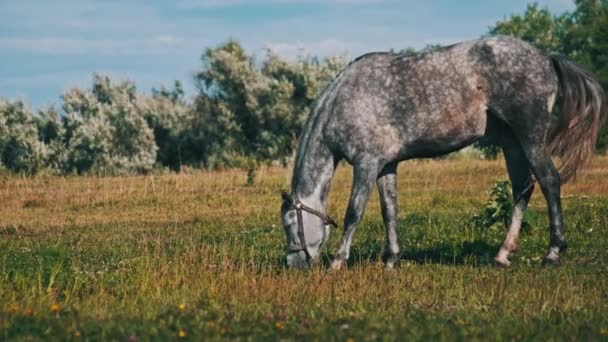 Gray Horse Grazes Green Field Slow Motion Horse Harnesses Eats — ストック動画
