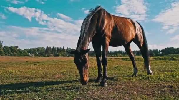 Horse Grazes Meadow Blue Sky Brown Horse Eats Green Grass — Stockvideo