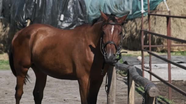 Καστανό Άλογο Στέκεται Κοντά Στο Στάβλο Στη Φύση Αργή Κίνηση — Αρχείο Βίντεο