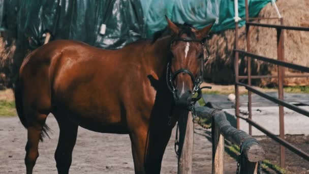 Brown Harnessed Horse Stands Stable Nature Slow Motion Beautiful Strong — Stock Video