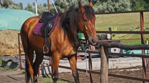 Beautiful Brown Harnessed Horse Stands Stable Nature Slow Motion Strong — Αρχείο Βίντεο