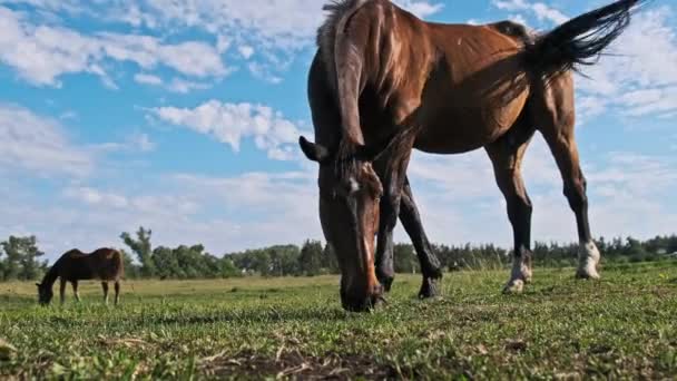 천천히 하늘을 배경으로 들판에서 뜯는다 여름에 목초지의 먹는다 농장은 목초지에서 — 비디오