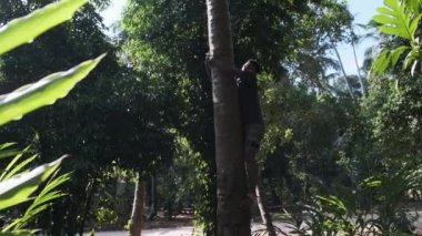 ZANZIBAR, TUNGUU, 27 HAZİRAN 2021: Afrikalı bir adam palmiye ağacına tırmanıyor. Genç adam ormandaki tropik ağaçların gövdesine yükselecek. Turistleri eğlendirmek için bir numara ya da cazibe. Tanzanya