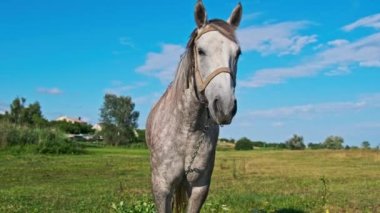 Funny gray horse looking into the camera against a blue sky in a green meadow in slow motion. The muzzle of a tied domestic horse close-up. Mammals grazing on a rural field at an equine farm in summer