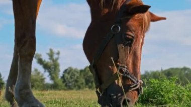 A brown horse grazes on a green field close up, slow motion. Harnessed horse eats green grass in landscape countryside pasture in summer. Detailed view of the horses muzzle. Rural meadow.