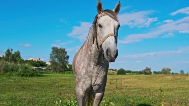 Funny Gray Horse Looking Camera Blue Sky Green Meadow Slow — Stock Video