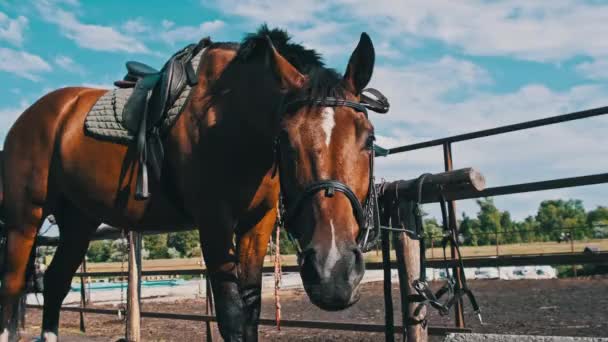 Brown Harnessed Horse Stands Stable Blue Sky Backdrop Slow Motion — Stockvideo