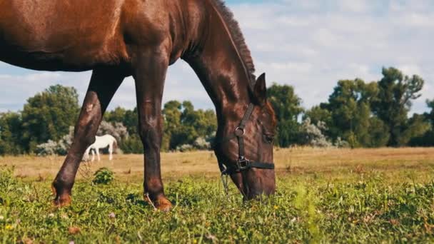 Kahverengi Bir Yeşil Bir Alanda Yavaş Çekimde Otluyor Atlar Yaz — Stok video