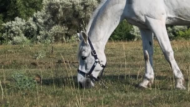 White Horse Grazes Green Field Slow Motion Horses Eat Green — Stock video