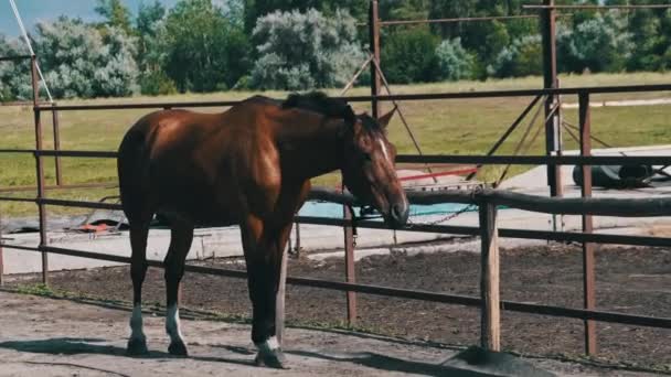 Brown Harnessed Horse Stands Stable Nature Slow Motion Beautiful Strong — Stok video