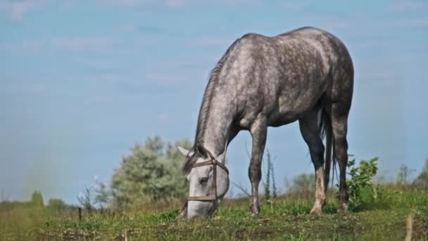 Gray Horse Grazes Green Field Slow Motion Horse Harnesses Eats — Stock video