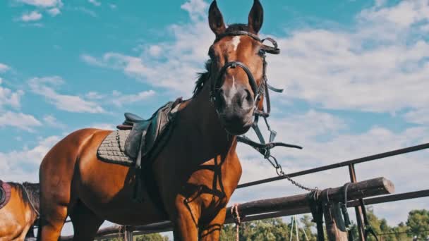 Brown Horse Gear Stands Wooden Paddock Outdoor Village Farm Slow — 图库视频影像