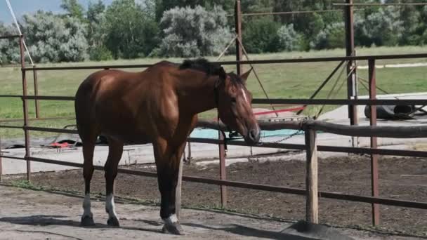 Brown Harnessed Horse Stands Stable Nature Slow Motion Beautiful Strong — Stock video