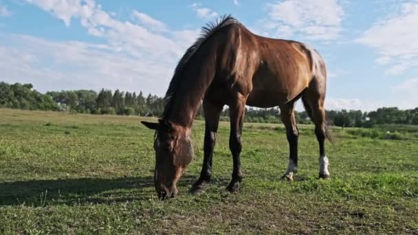 Hnědý Kůň Pomalým Pohybem Pásne Zeleném Poli Proti Modré Obloze — Stock video