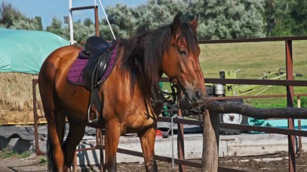 Beautiful Brown Harnessed Horse Stands Stable Nature Slow Motion Strong — Stockvideo