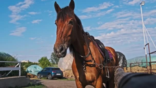 Brązowy Zaprzęgnięty Koń Stoi Pobliżu Stajni Tle Błękitnego Nieba Zwolnionym — Wideo stockowe