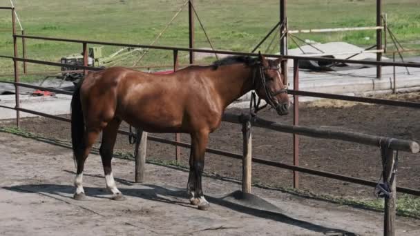 Brown Harnessed Horse Stands Stable Nature Slow Motion Beautiful Strong — 비디오