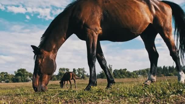 Horse Grazes Meadow Blue Sky Brown Horse Eats Green Grass — Stock Video