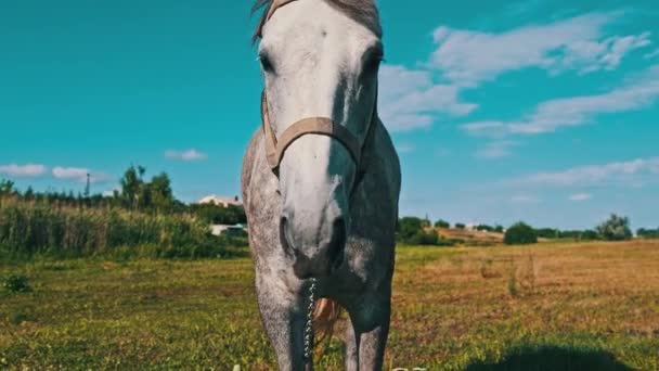 Забавная Серая Лошадь Смотрит Камеру Против Голубого Неба Зеленом Лугу — стоковое видео