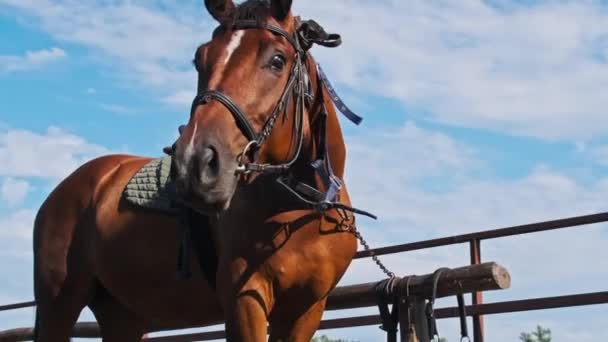 Brown Harnessed Horse Stands Stable Blue Sky Backdrop Slow Motion — Stock Video