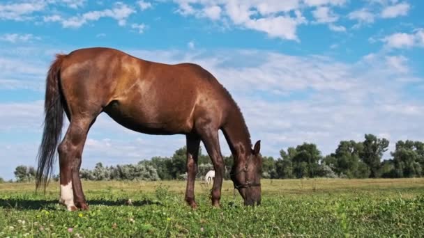 Ένα Καφέ Άλογο Βόσκει Ένα Πράσινο Πεδίο Ενάντια Στον Γαλάζιο — Αρχείο Βίντεο