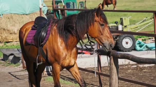 Beautiful Brown Harnessed Horse Stands Stable Nature Slow Motion Strong — Videoclip de stoc