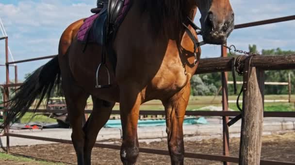 Beautiful Brown Harnessed Horse Stands Stable Nature Slow Motion Strong — Wideo stockowe