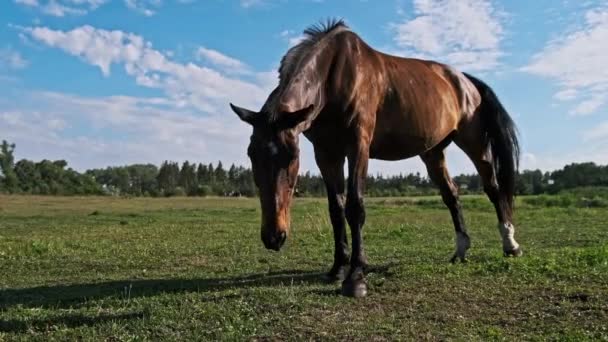 Ein Braunes Pferd Weidet Zeitlupe Auf Einer Grünen Wiese Vor — Stockvideo