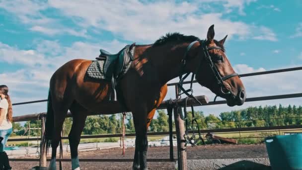 Brown Horse Gear Stands Wooden Paddock Outdoor Village Farm Slow — Vídeo de Stock