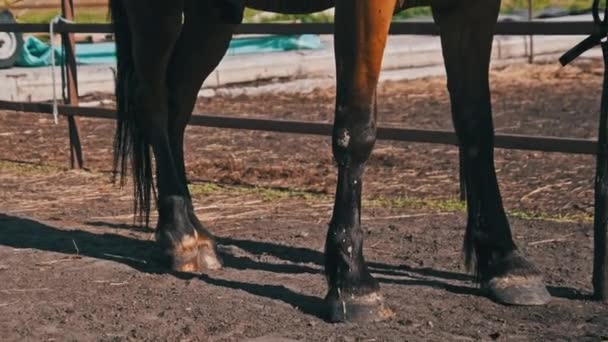 Brown Horse Gear Stands Wooden Paddock Outdoor Village Farm Slow — Video