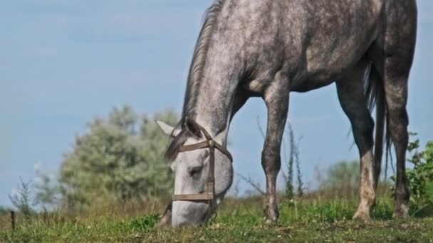 Gray Horse Grazes Green Field Slow Motion Horse Harnesses Eats — Stock videók