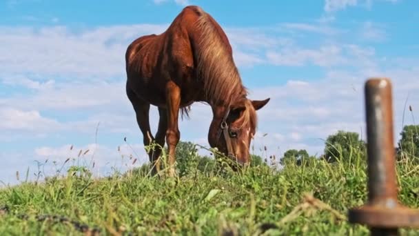 Cavallo Bruno Brucia Campo Verde Contro Cielo Blu Rallentatore Cavallo — Video Stock