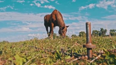 Kahverengi bir at mavi gökyüzüne karşı yavaş çekimde yeşil bir tarlada otluyor. At yaz aylarında kırsal alanda yeşil otları yer. Çiftlik atları kırsal bir çayırda otlayan memeliler.