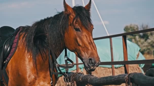 Brown Horse Gear Stands Wooden Paddock Outdoor Village Farm Slow — Vídeos de Stock