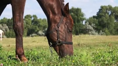 A brown horse grazes on a green field close up, slow motion. Harnessed horse eats green grass in landscape countryside pasture in summer. Detailed view of the horses muzzle. Rural meadow.