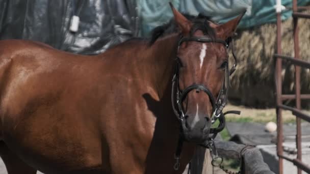 Brown Harnessed Horse Stands Stable Nature Slow Motion Beautiful Strong — Stock Video