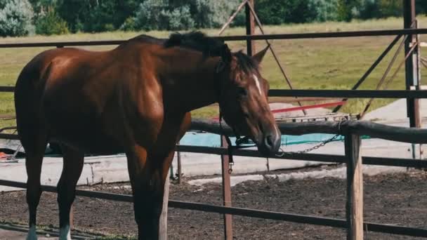 Brown Harnessed Horse Stands Stable Nature Slow Motion Beautiful Strong — Wideo stockowe