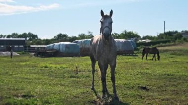 Funny gray horse looking into the camera against a blue sky in a green meadow in slow motion. The muzzle of a tied domestic horse close-up. Mammals grazing on a rural field at an equine farm in summer