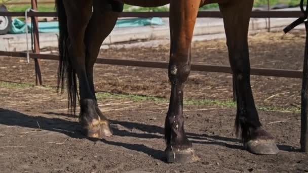 Beautiful Brown Harnessed Horse Stands Stable Nature Slow Motion Strong — Vídeos de Stock