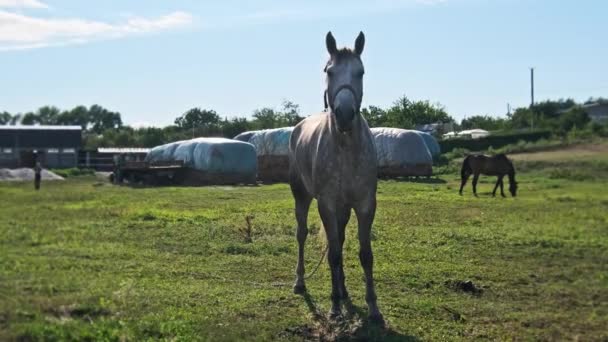 Funny Gray Horse Looking Camera Blue Sky Green Meadow Slow — Stockvideo