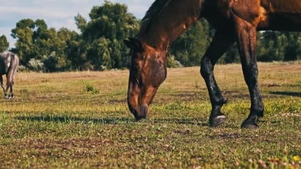 Cavalo Marrom Pastoreia Campo Verde Câmera Lenta Cavalos Comem Grama — Vídeo de Stock