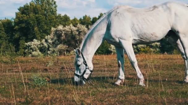 White Horse Grazes Green Field Slow Motion Horses Eat Green — Video