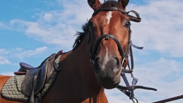 Brown Harnessed Horse Stands Stable Blue Sky Backdrop Slow Motion — Stockvideo