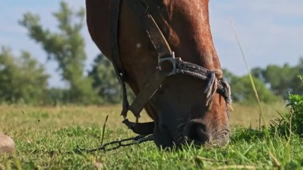 Brown Horse Grazes Green Field Close Slow Motion Harnessed Horse — Αρχείο Βίντεο