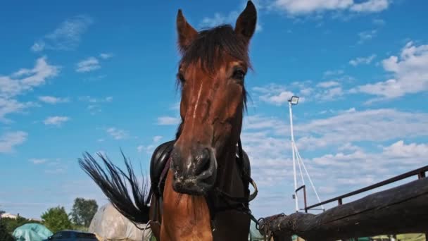 Brown Harnessed Horse Stands Stable Blue Sky Backdrop Slow Motion — Vídeos de Stock