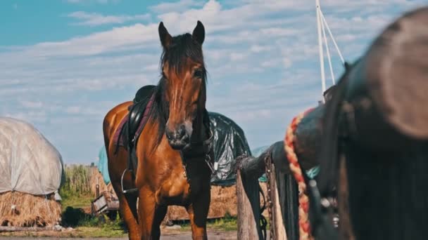 Brązowy Koń Biegu Stoi Przy Drewnianym Padoku Wsi Zwolnionym Tempie — Wideo stockowe