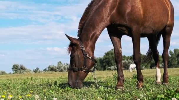 遅い動きで青い空に対して緑のフィールドに茶色の馬が放牧されます 馬は夏に田園風景の牧草地で緑の草を食べる 田舎の牧草地で哺乳類を放牧 — ストック動画