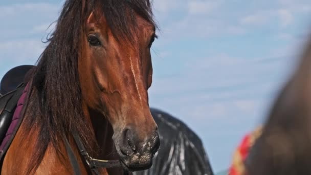 Bruin Geharnast Paard Staat Buurt Van Stal Blauwe Lucht Achtergrond — Stockvideo